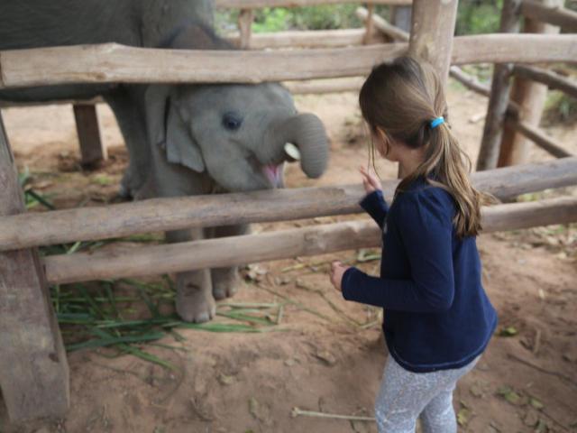 Luang Prabang - bebê elefante