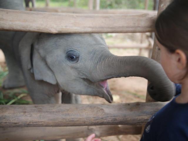 Luang Prabang - bebê elefante2